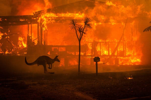 Raging fires in Australia have destroyed habitats and killed wildlife.