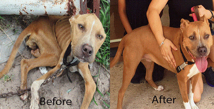 abused and neglected animals