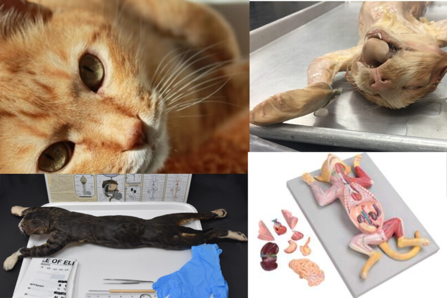 Animal Dissection in Schools