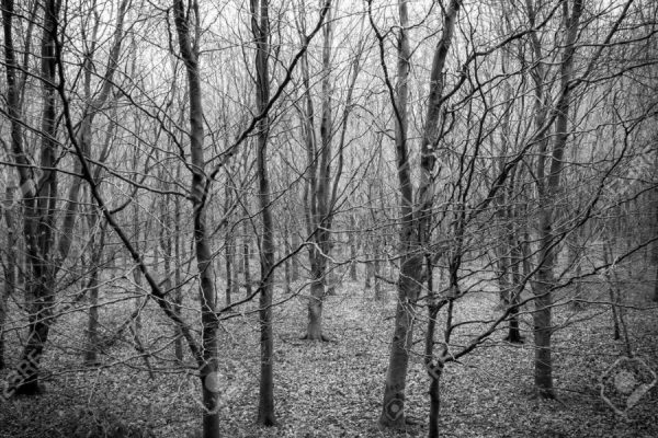 https://www.123rf.com/photo_120767819_view-of-a-sinister-forest-of-dead-trees-in-winter.html