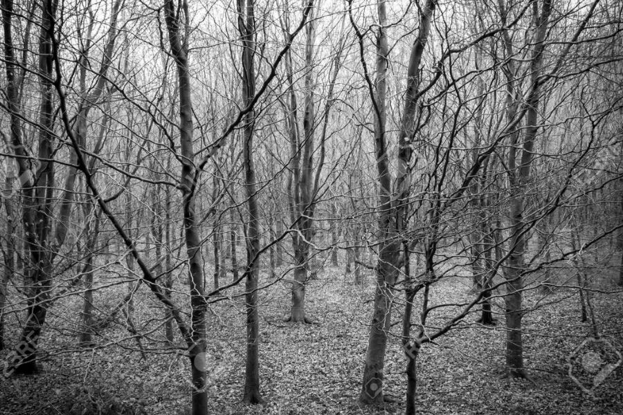 https://www.123rf.com/photo_120767819_view-of-a-sinister-forest-of-dead-trees-in-winter.html