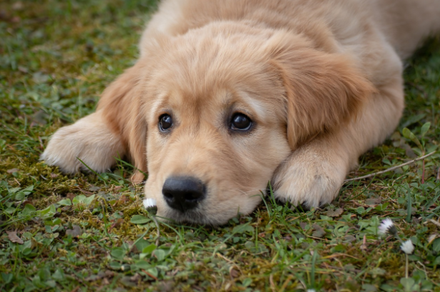 Therapy Dogs Positively Influence Students Mental Wellbeing