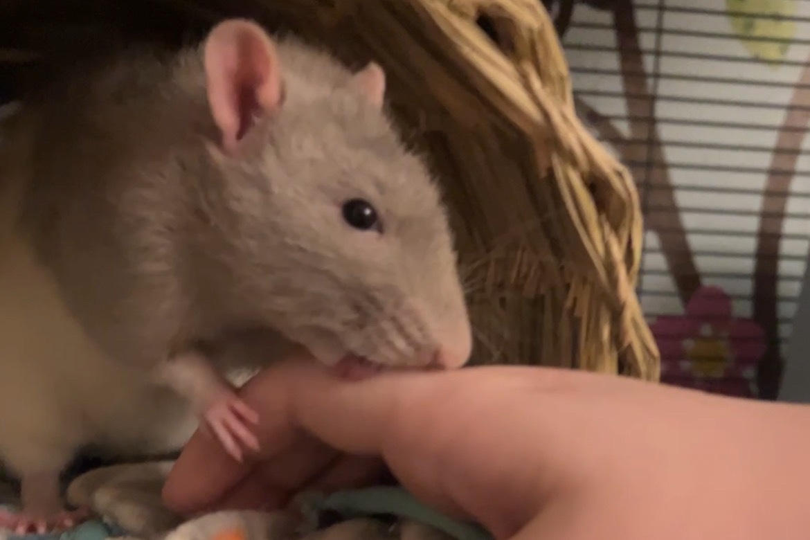 My rat, Worm, kissing my hand