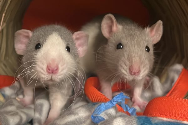 Dispelling Myths About Rats