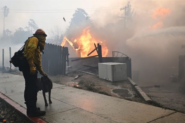 photo credits: https://abcnews.go.com/GMA/Living/animal-shelter-takes-300-animals-amid-la-fires/story?id=117530844 