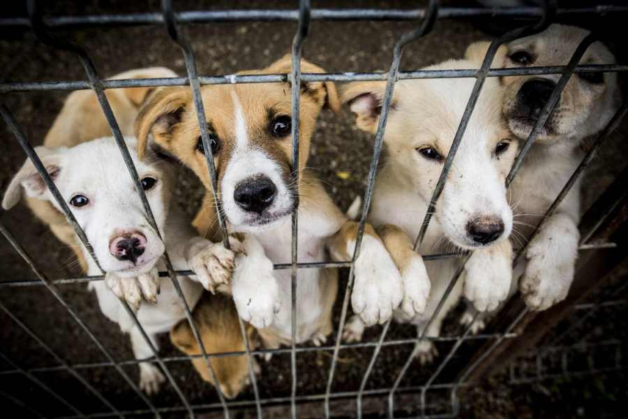 Credits:https://www.fourpawsusa.org/campaigns-topics/topics/companion-animals/adoption/what-makes-a-good-shelter